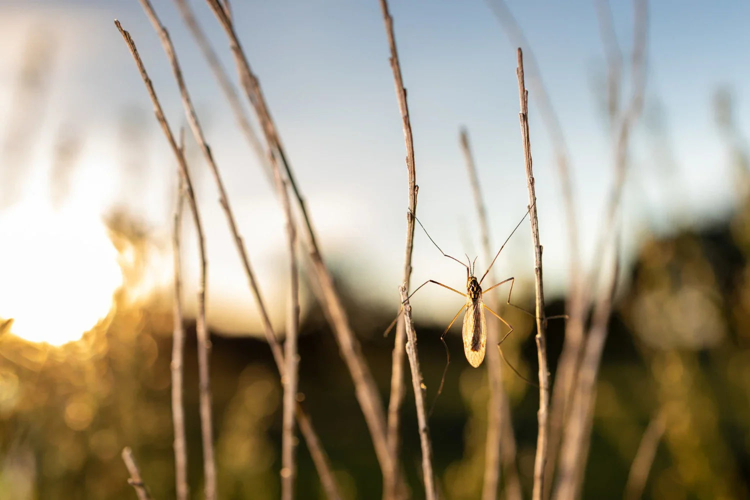 More Flies and Mosquitoes Each Summer? Here’s How to Keep Them Out With Fly Screens